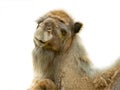 Camel portrait isolated on white background Royalty Free Stock Photo
