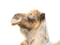 Camel portrait isolated on white background Royalty Free Stock Photo