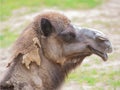 Camel portrait in wild nature