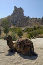 Camel in Cappadocia Royalty Free Stock Photo