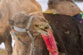 Camel Cappadocia, Turkey. Entertainment and leisure Cappadocia Turkey. Royalty Free Stock Photo