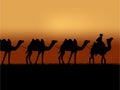 Camel caravan