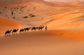 Camel caravan Royalty Free Stock Photo