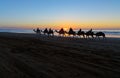 Camel caravan at beach at sunset . Essaouira. Royalty Free Stock Photo