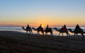 Camel caravan at beach at sunset Essaouira Royalty Free Stock Photo