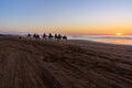 Camel caravan at beach at sunset . Essaouira. Royalty Free Stock Photo