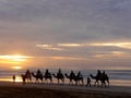 Camel caravan on beach at sunset, Essaouira, Morocco Royalty Free Stock Photo