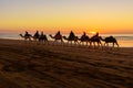 Camel caravan at beach at sunset . Essaouira. Morocco Royalty Free Stock Photo