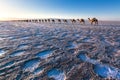 Camel caravan blue twilight sunset over salt flats