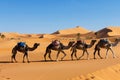 camel caravan crossing sandy dunes under clear blue sky Royalty Free Stock Photo