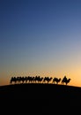 Camel caravan in the desert dawn Royalty Free Stock Photo