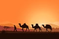 Camel caravan with desert landscape, sunrise. Royalty Free Stock Photo