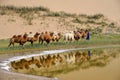 Camel caravan in the desert