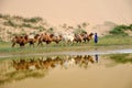 Camel caravan in the desert