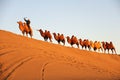 Camel caravan in the desert