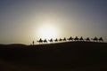 Camel caravan on the dune of Erg Chebbi at Morocco Royalty Free Stock Photo
