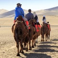 Camel caravan in Gobi desert in Dunhuang
