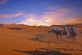 Camel caravan going through the Sahara Desert in Morocco Royalty Free Stock Photo