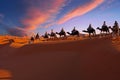 Camel caravan going through the Sahara desert in Morocco at sunset Royalty Free Stock Photo