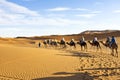 Camel caravan going through the sand dunes in the Sahara Desert, Morocco. Royalty Free Stock Photo