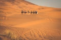 Camel caravan going through the sand dunes in the Sahara Desert, Merzouga, Morocco Royalty Free Stock Photo