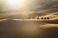 Camel caravan going through the sand dunes in the Sahara Desert