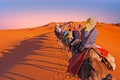 Camel caravan going through the sand dunes in the Sahara Desert, Royalty Free Stock Photo