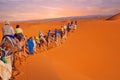 Camel caravan going through the sand dunes in the Sahara Desert, Morocco. Royalty Free Stock Photo