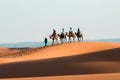 Camel caravan going through the sand dunes in the Sahara Desert. Morocco Africa. Beautiful sand dunes in the Sahara Royalty Free Stock Photo