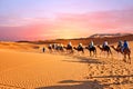 Camel caravan going through the sand dunes in the Sahara Desert, Morocco at sunset