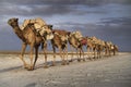 Camel caravan at lake Karoum Royalty Free Stock Photo