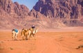 Camel caravan in majestic Wadi Rum