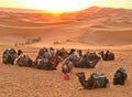 Camel caravan on a morning break at sunrise in  the dunes of the Sahara desert Royalty Free Stock Photo