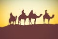 Camel caravan with people going through the sand dunes in the Sahara Desert. Morocco, Africa Royalty Free Stock Photo