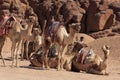 Camel caravan rest on desert sand. Three camels in resting camel caravan scene