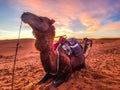 Camel caravan rest on Sahara desert sand ,Morocco, north Africa Royalty Free Stock Photo