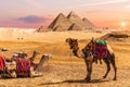 Camel caravan resting in the desert nearthe Pyramids of Egypt, Giza Royalty Free Stock Photo