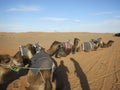 Camel caravan resting in Sahara desert Royalty Free Stock Photo