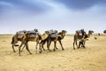 Camel Caravan in the Sahara desert,Africa Royalty Free Stock Photo