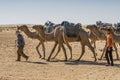 Camel caravan in the sahara desert Royalty Free Stock Photo