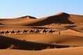 Camel caravan in Sahara desert. Royalty Free Stock Photo