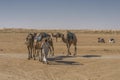 Camel caravan in the sahara desert Royalty Free Stock Photo