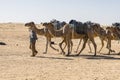 Camel caravan in the sahara desert Royalty Free Stock Photo