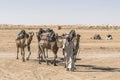 Camel caravan in the sahara desert Royalty Free Stock Photo