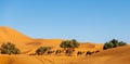 Camel caravan in sahara desert landsacpe