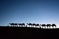 Camel caravan in Sahara Desert, Moroccan