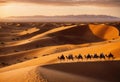 Camel caravan in the Sahara desert at sunset, Morocco, Africa Royalty Free Stock Photo