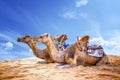 Camel caravan in the Sahara of Morocco. Animals lie on sand dunes and have typical African saddles on their backs