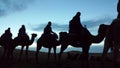 Camel caravan in the Saharan Desert in the sunrise