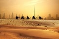 Camel caravan on sand dunes on Arabian dessert with Dubai skyline at sunset